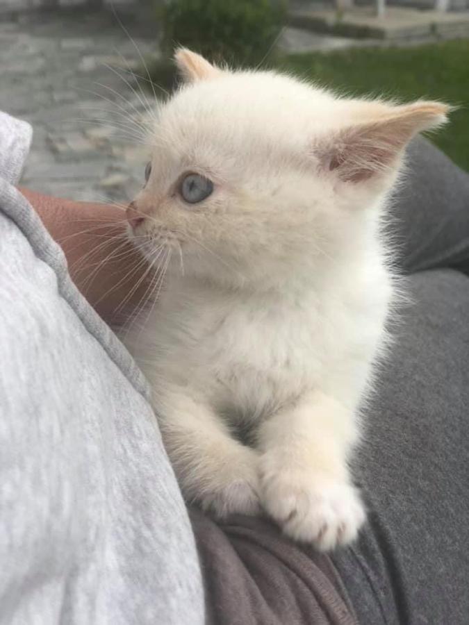 Penzion A Hospoda Na Statku Hluboká nad Vltavou Buitenkant foto